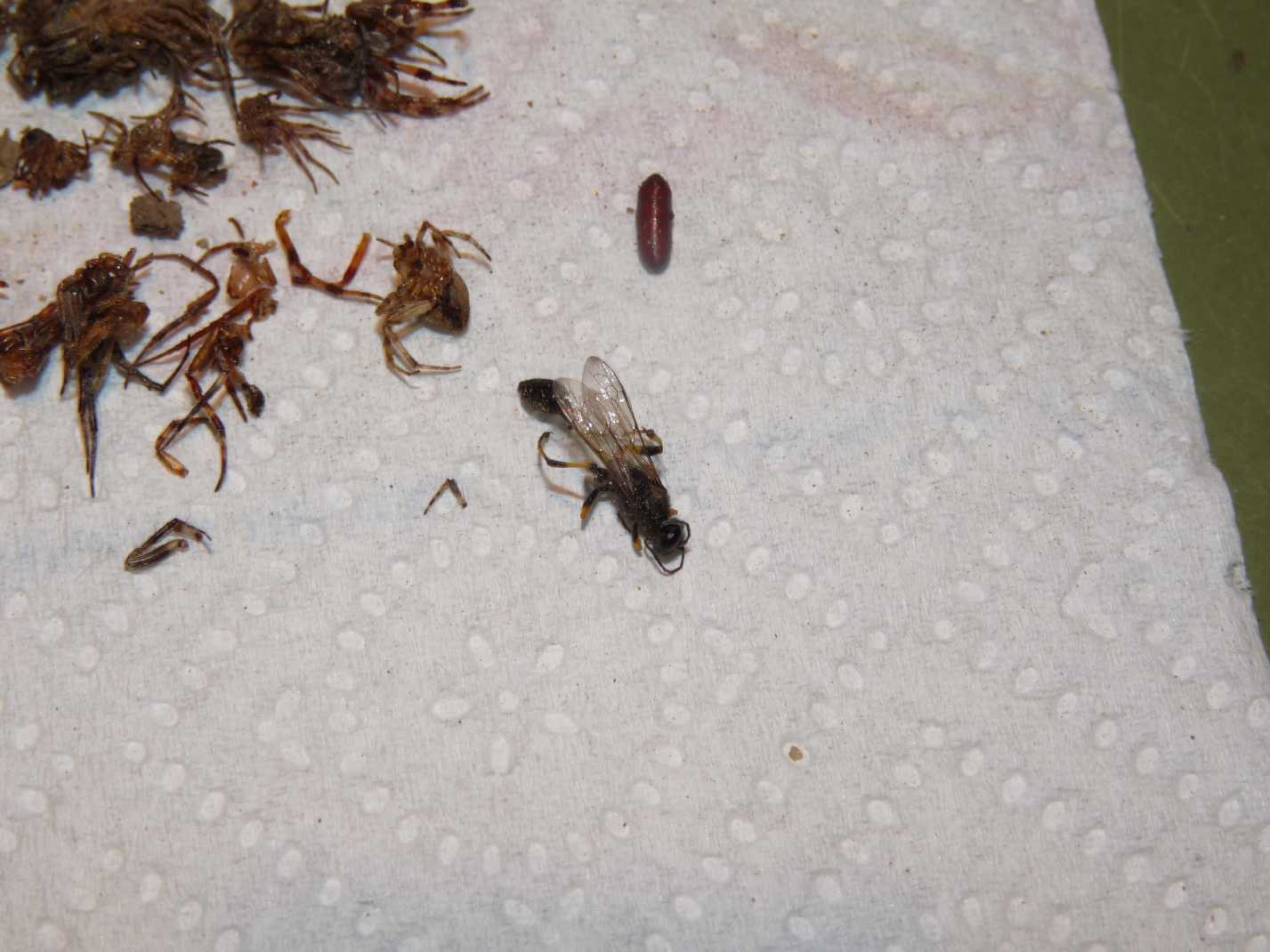 Sceliphron spirifex: nidificazione sfortunata