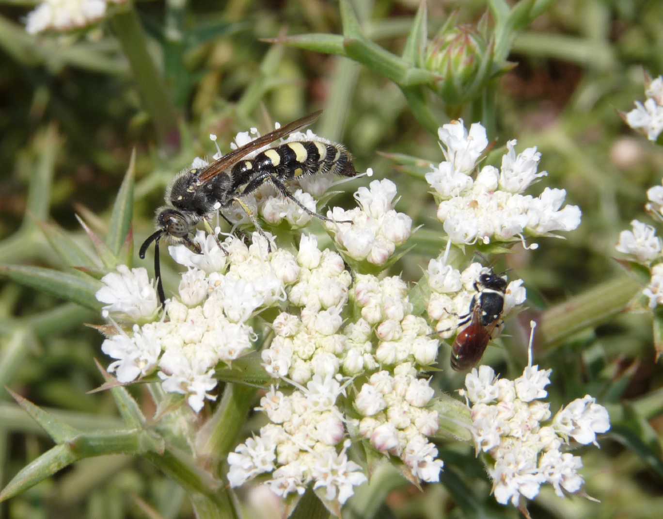 3 scolie: S. hirta normale e unifasciata e Colpa sexmaculata
