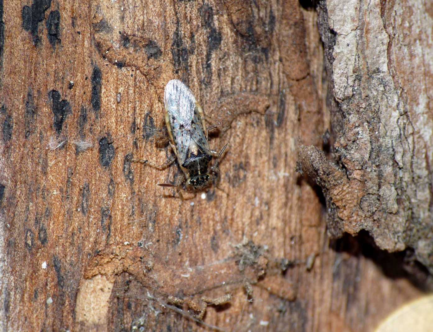 Rhopalidae: Brachycarenus tigrinus del Lazio (Ostia)