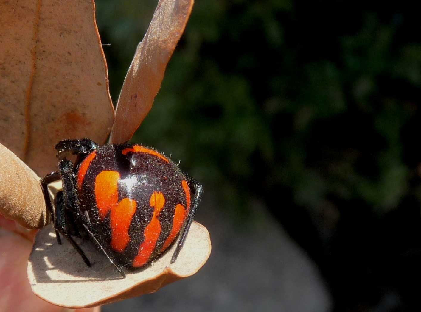 A ognuno il suo SEDERE!