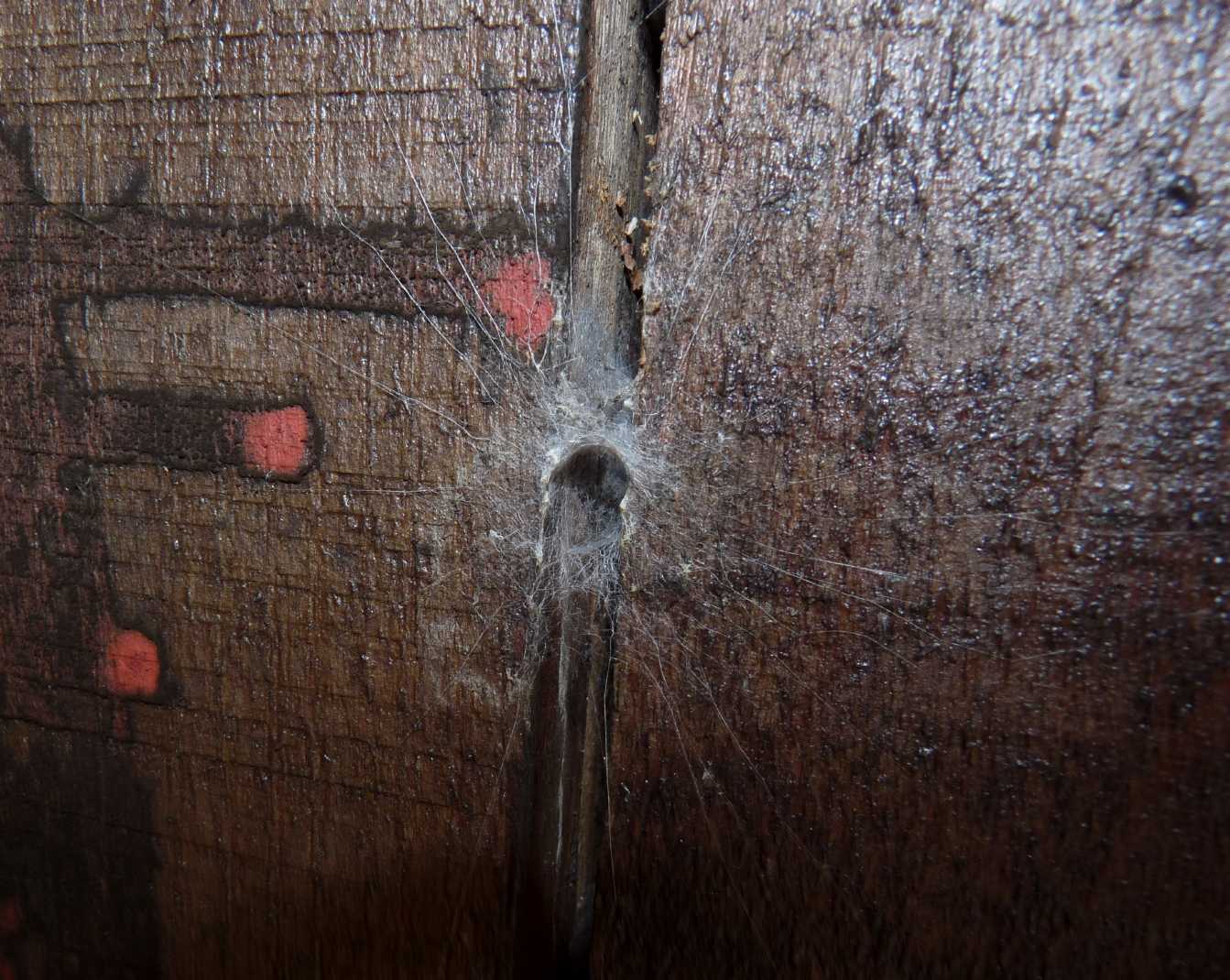 Millepiedi Julidae con Segestria