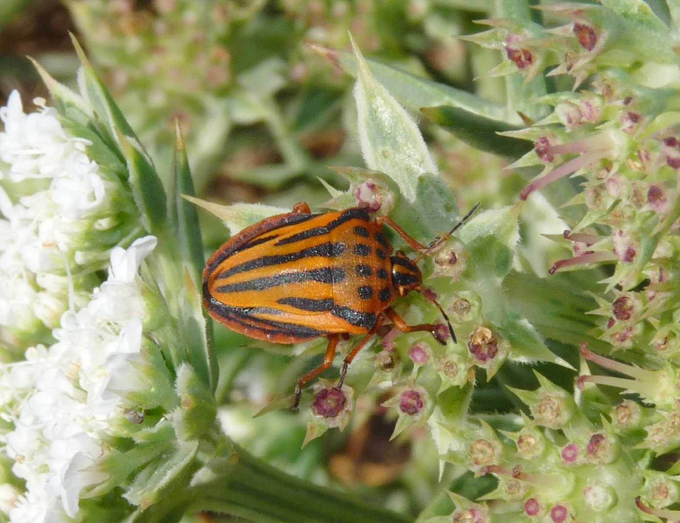 Graphosoma lineatum di Sardegna