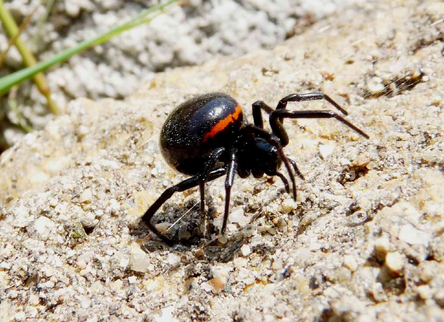 Latrodectus in Sicilia?