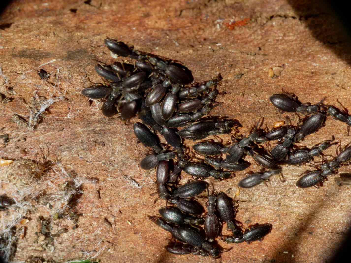 Dormitorio per Blaps