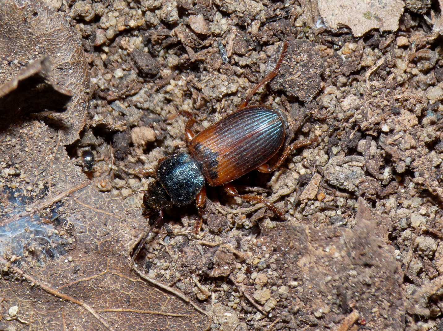 Stenolophus sp.? No. Gynandromorphus etruscus