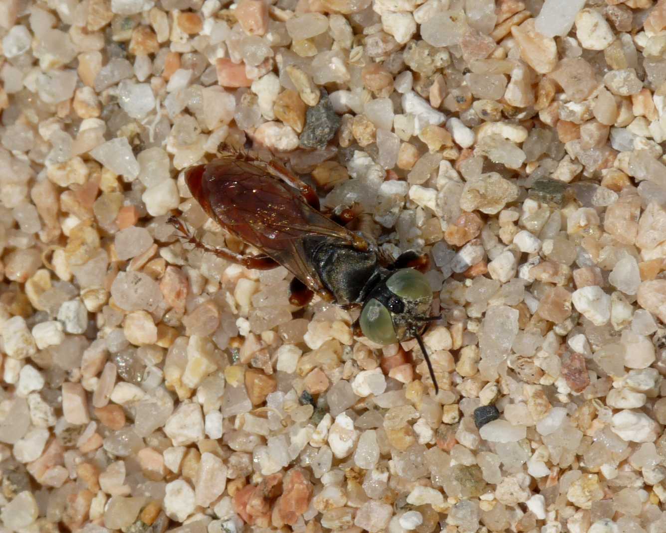 Tachysphex  cf. incertus rufiventralis ♀ (Crabronidae)