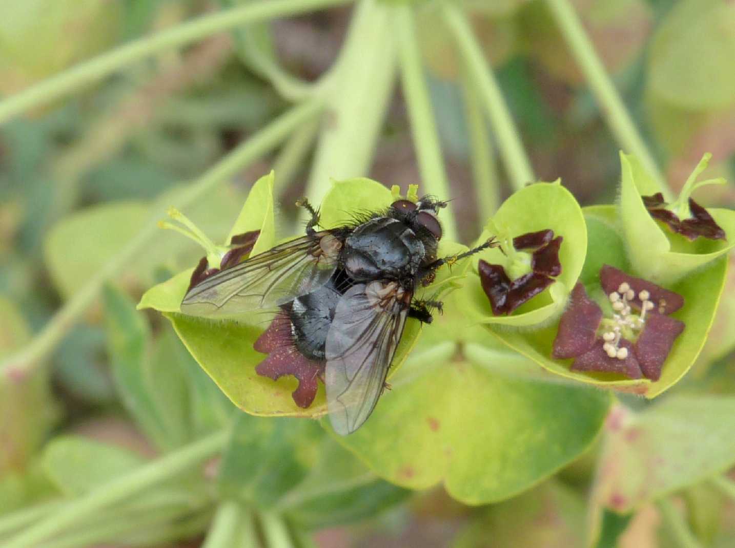 Tachinidae?