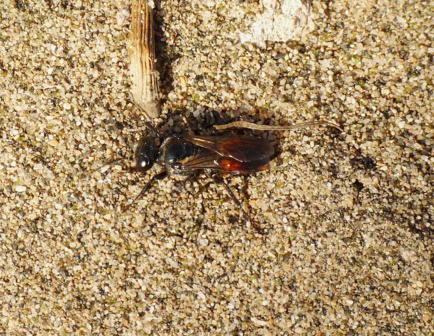 Astata sp. - piccolo imenottero barbato