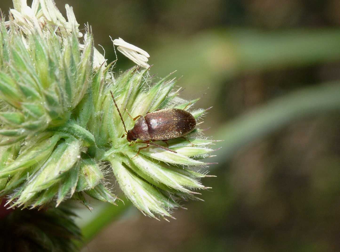 Isomira sp.