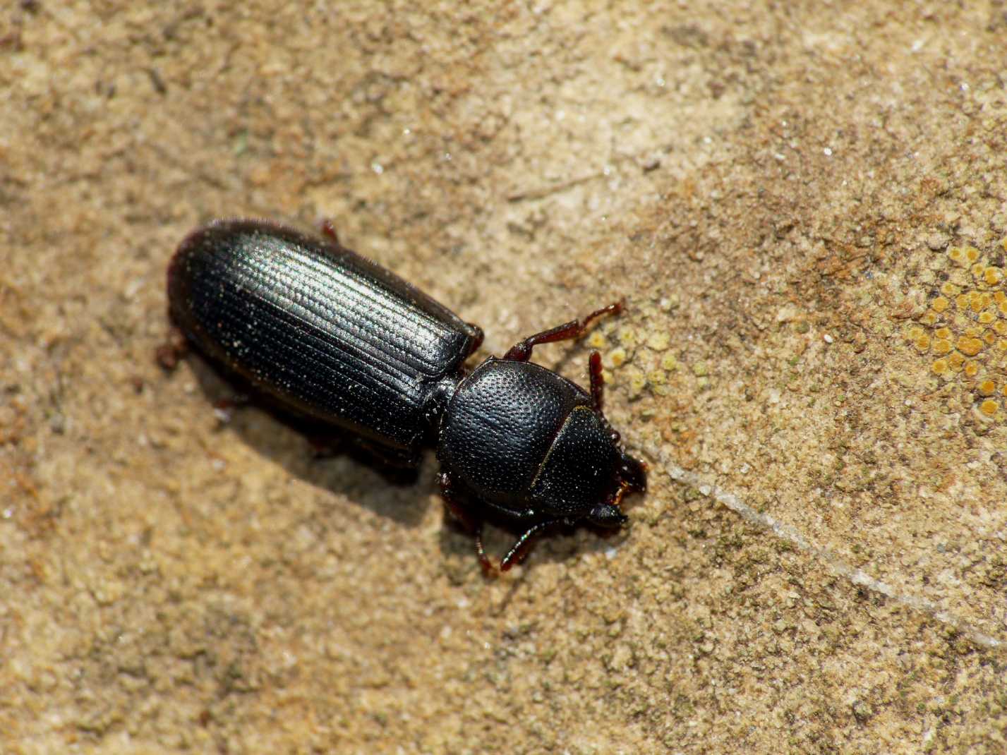 Tenebroides cf. mauritanicus