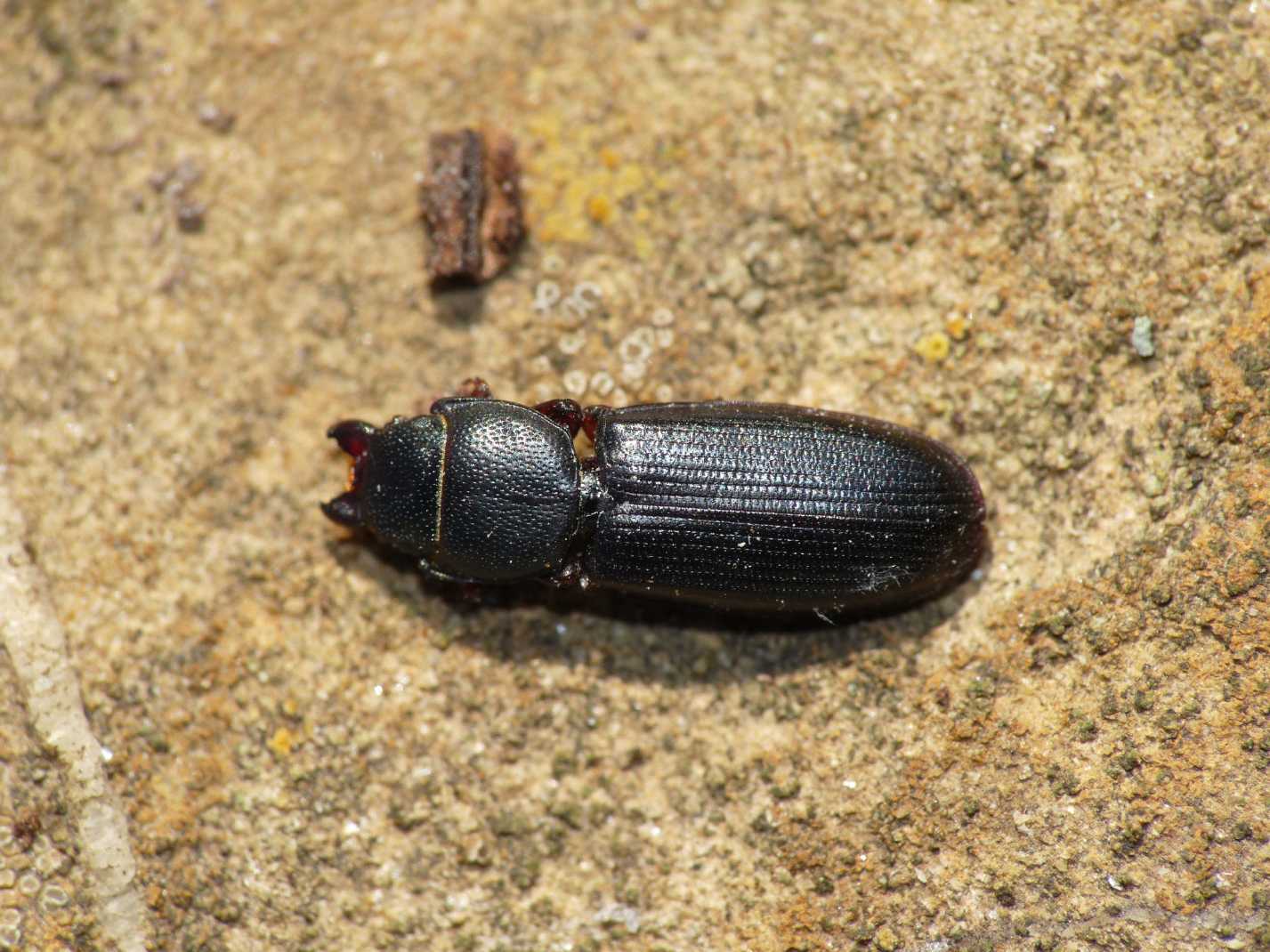 Tenebroides cf. mauritanicus