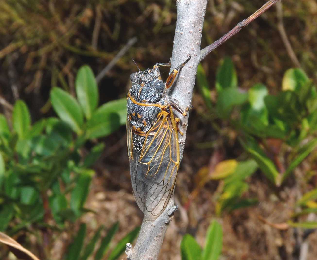 Tettigetta sp?