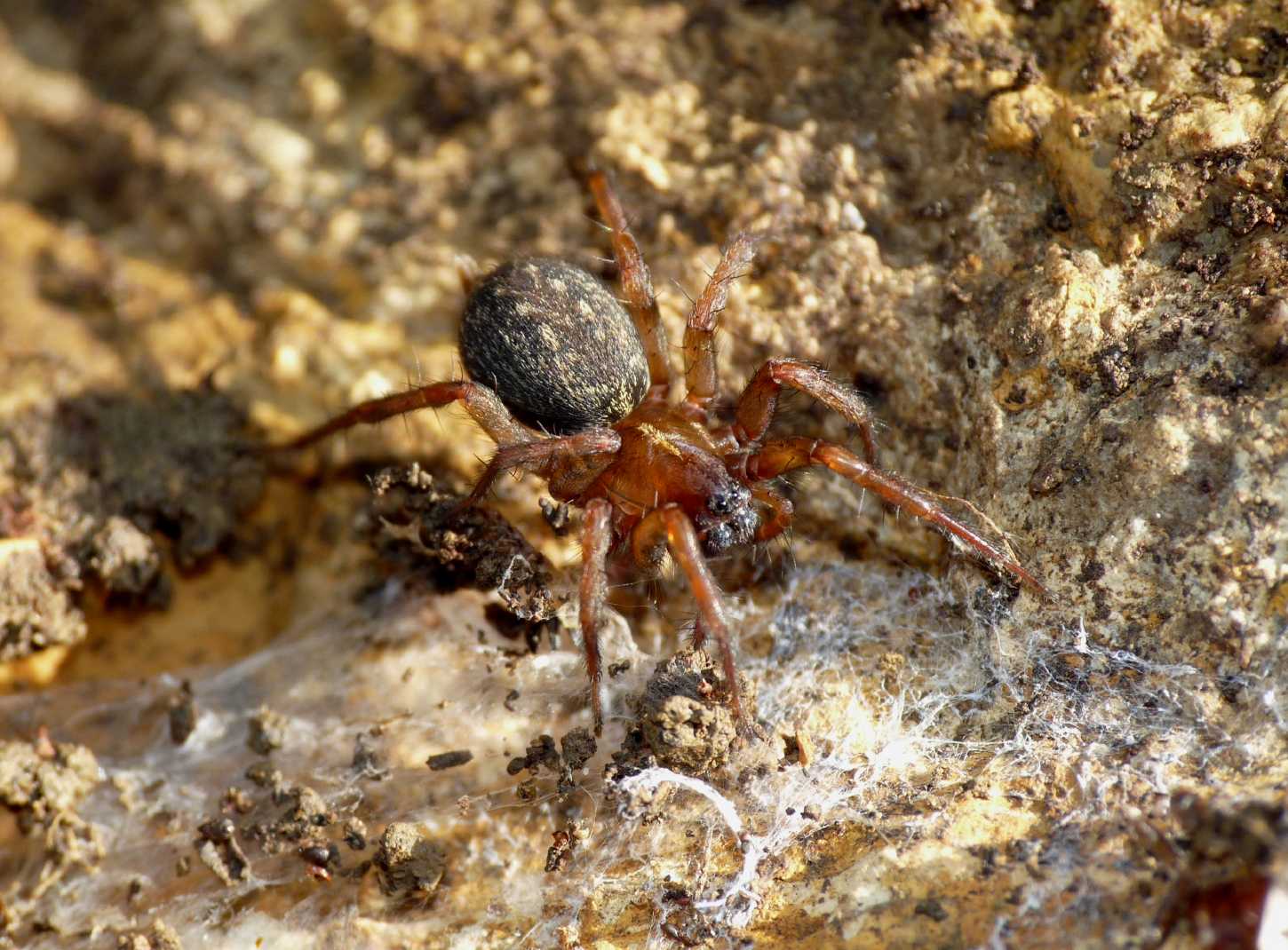 Textrix? (eterno dilemma ...) No. Lycosoides coarctata