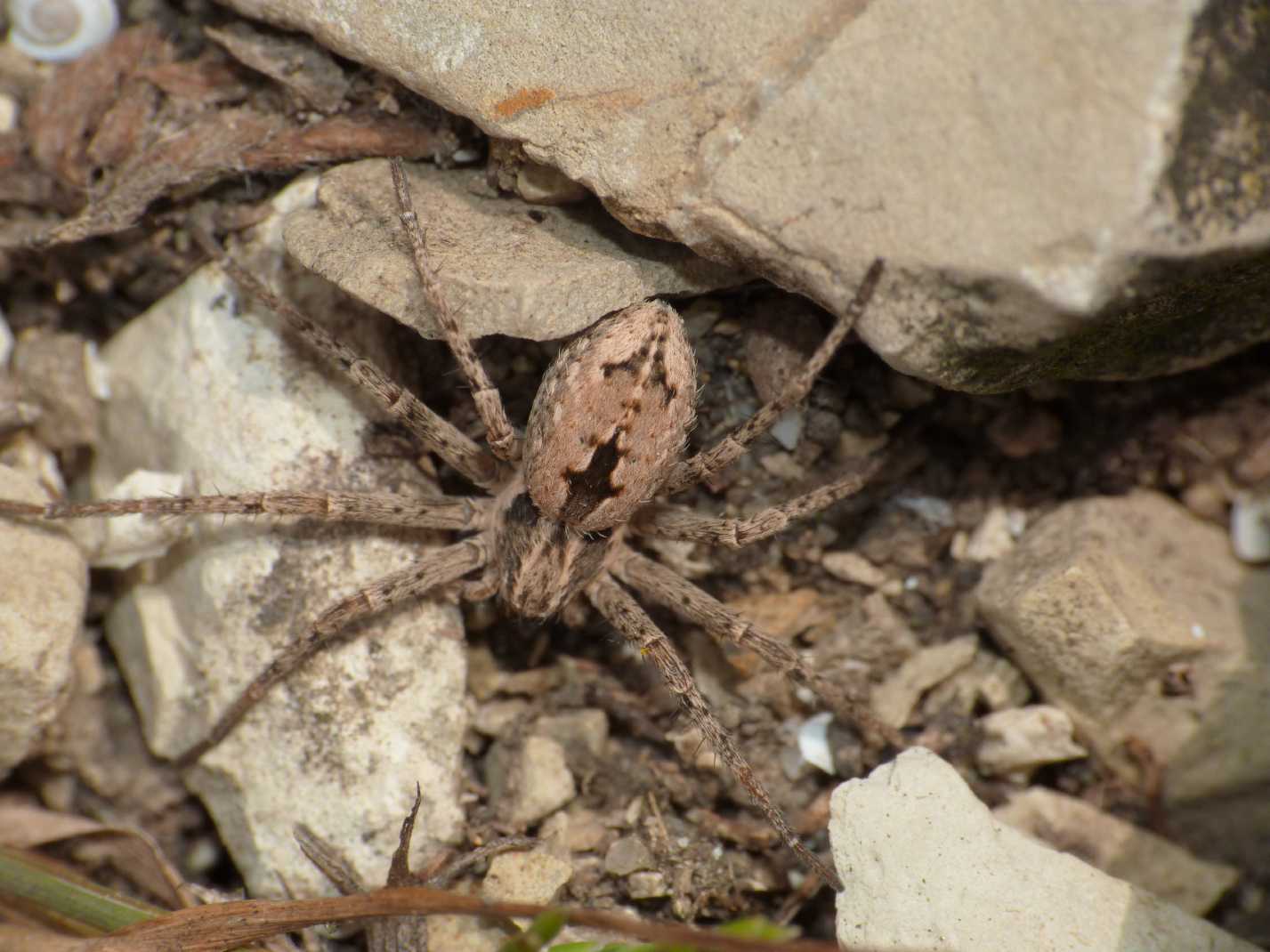 Thanatus sp.