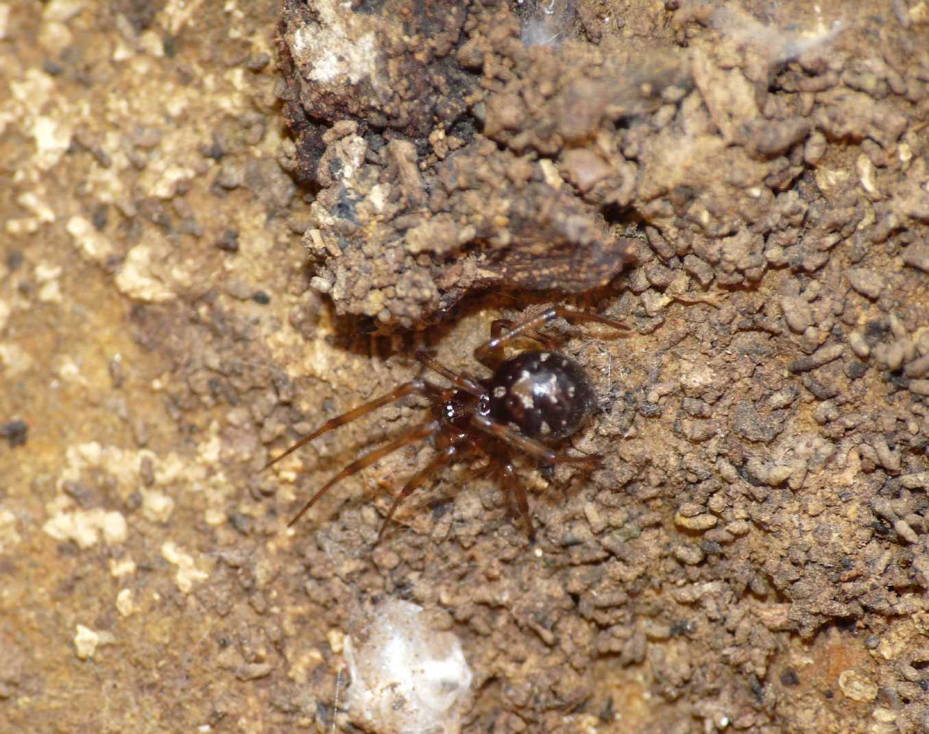 Theridiidae da determinare