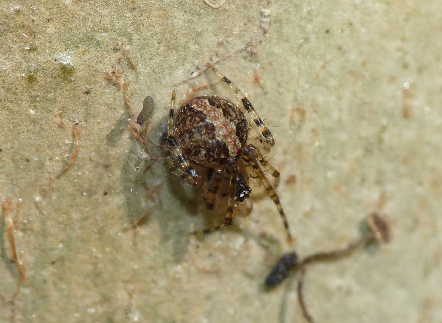 Theridion sp.