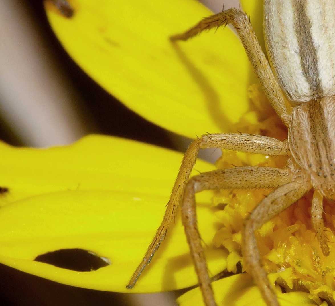 Micrommata sp.