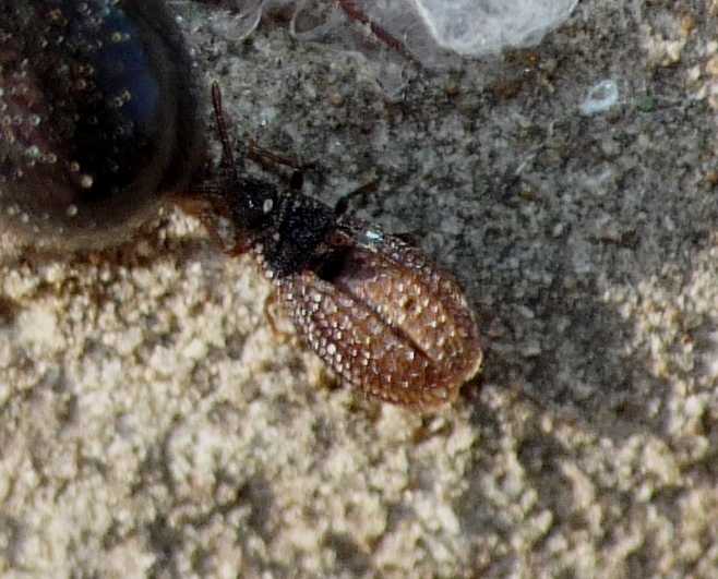 Campylosteira cf orientalis f. italica