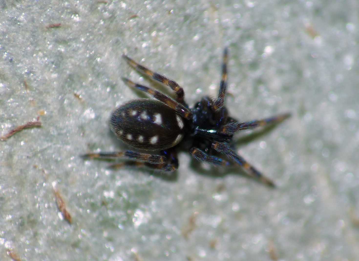 Nurscia albomaculata - Ladispoli (RM), Palidoro (RM)