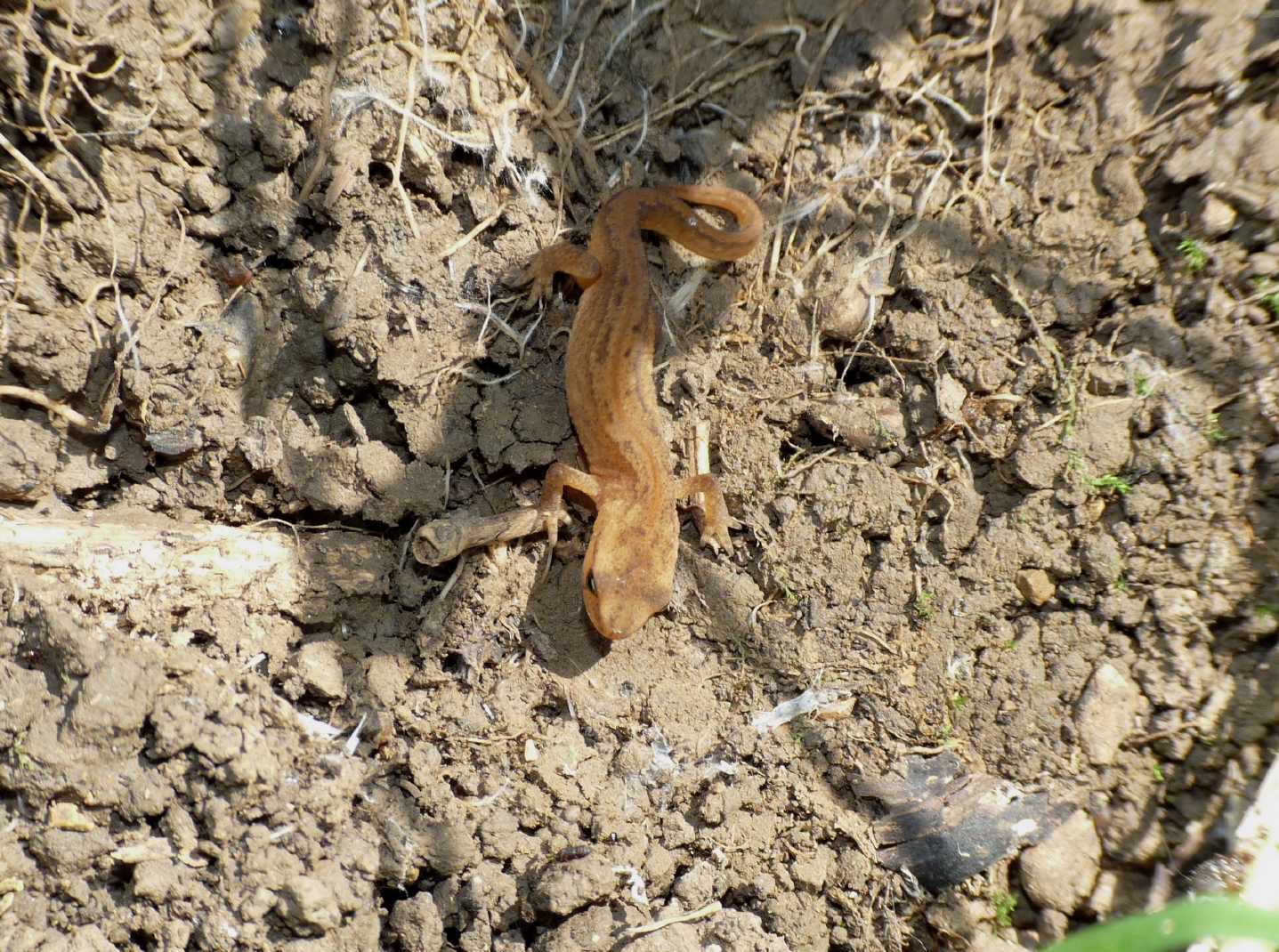 Piccolo tritone sotto una pietra - L. vulgaris meridionalis