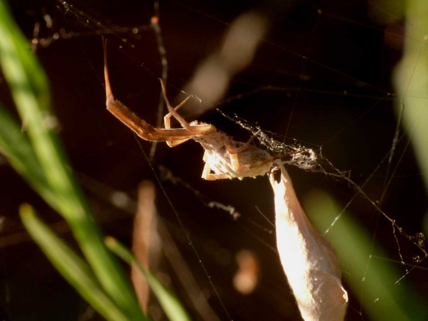 Uloborus walkenaerius con prole