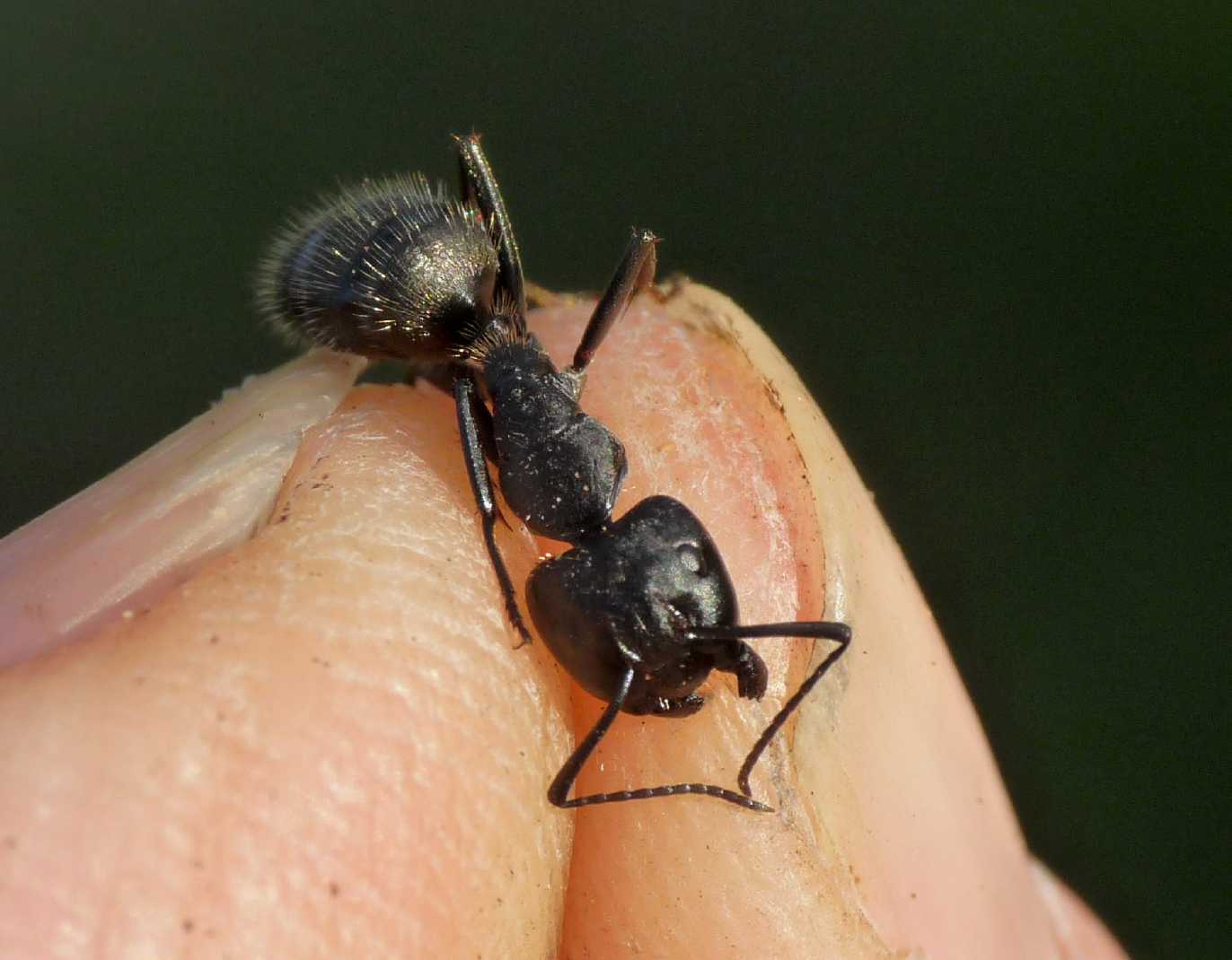 Il guardiano: operaia maggiore di Camponotus vagus