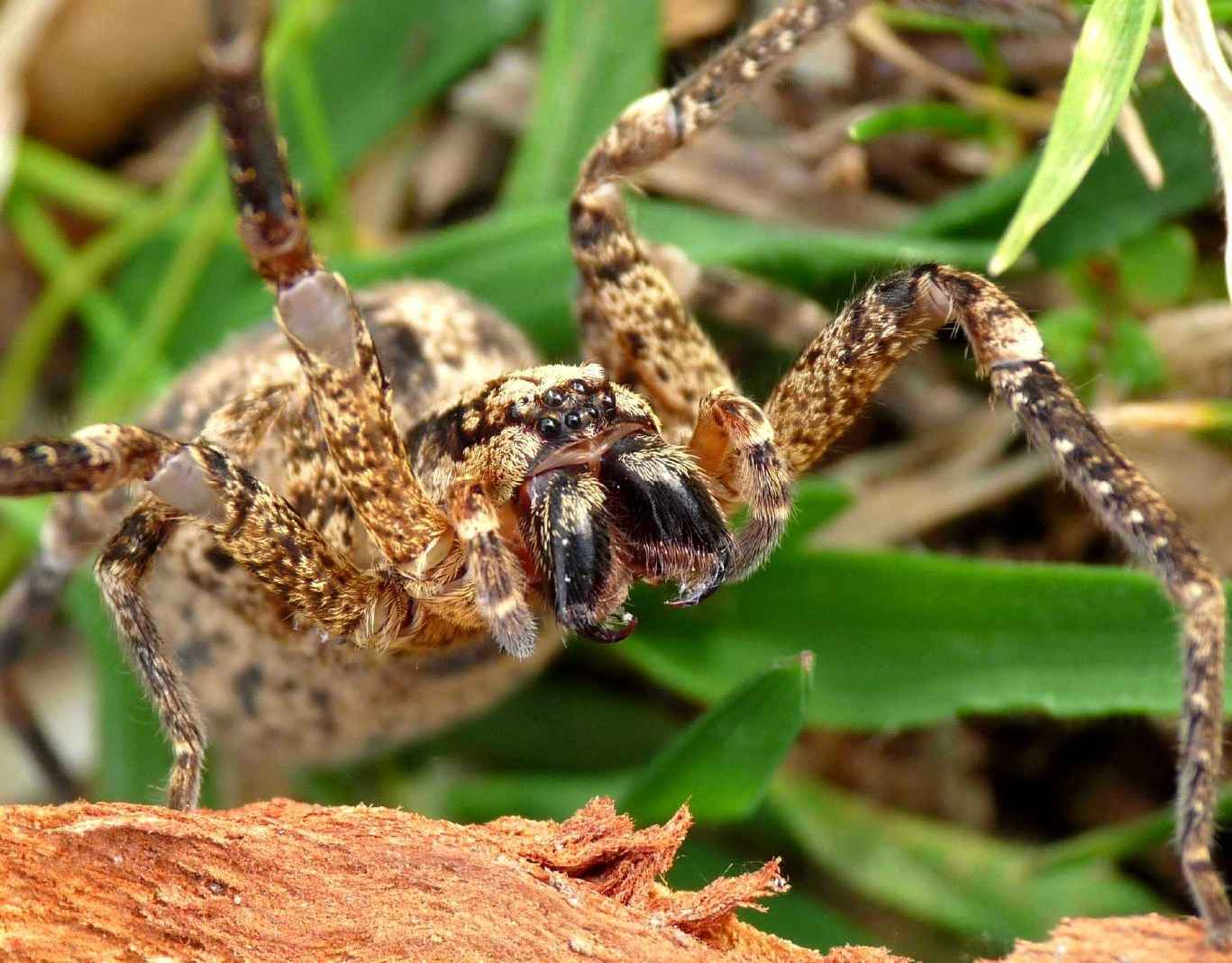 Zoropsis sp.