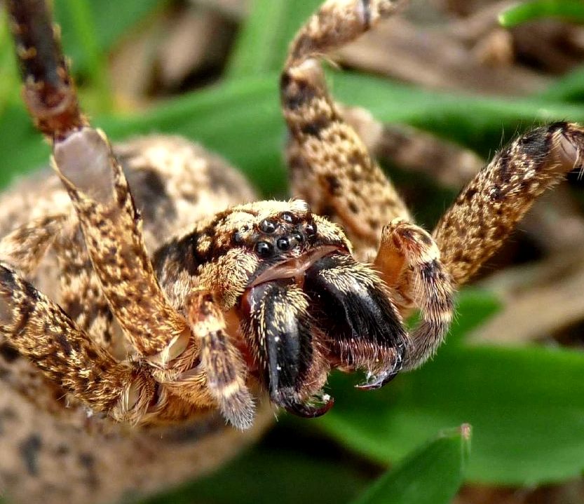 Exuvia