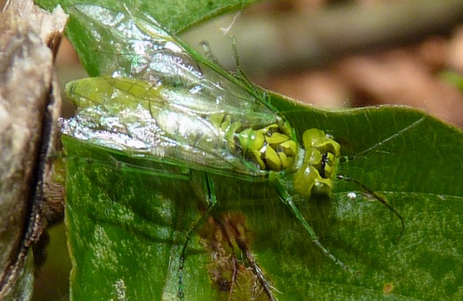 Tenthredinidae: Rhogogaster cfr chlorosoma neosfarfallata