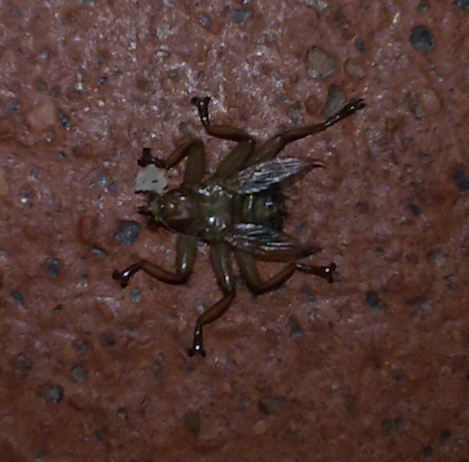 AIUTO!!!che insetto ???sono invasaaa!!
