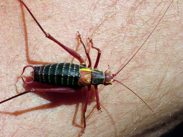 Barbitistes sp.