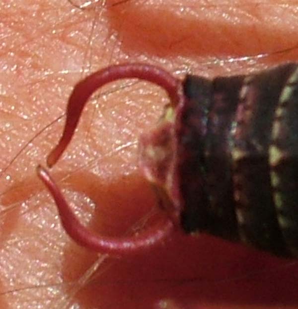 Barbitistes sp.
