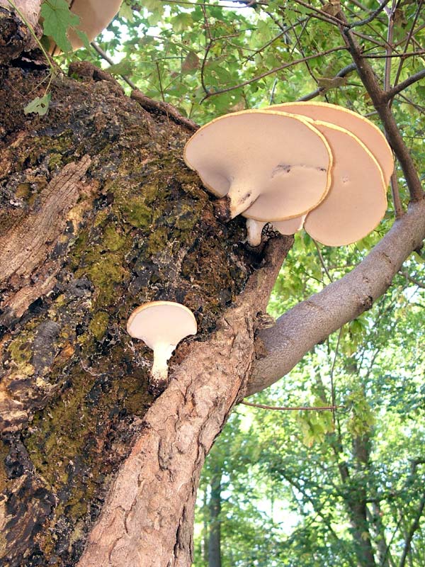 Si pu� identificare (5)?