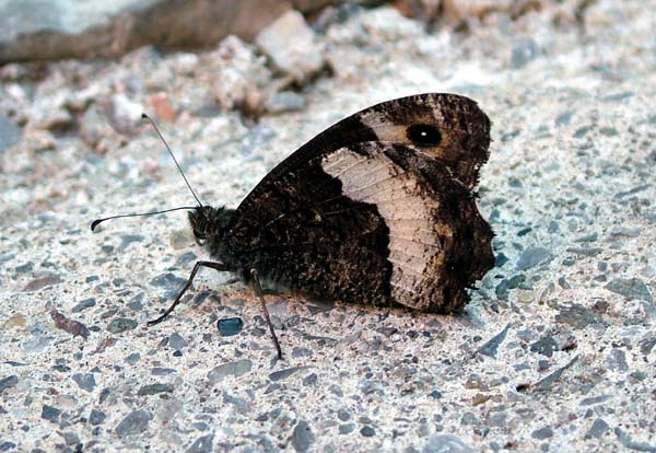 Hipparchia fagi?