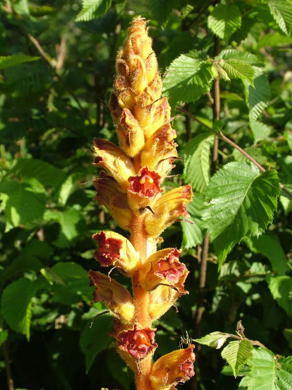 Orobanche