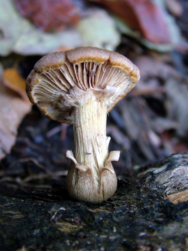 Si pu� identificare (3)?