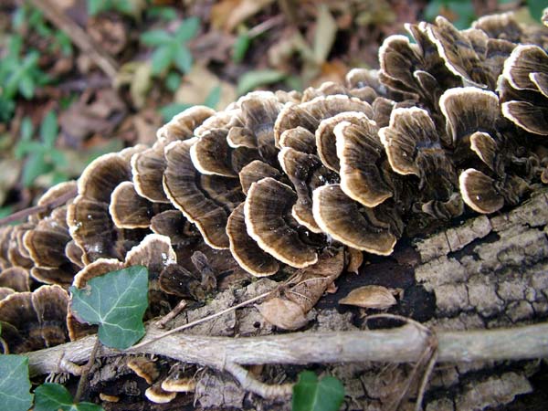 Si pu identificare (4)? (Trametes versicolor)