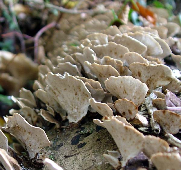Si pu identificare (4)? (Trametes versicolor)