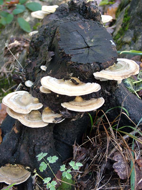 sempre Trametes versicolor?