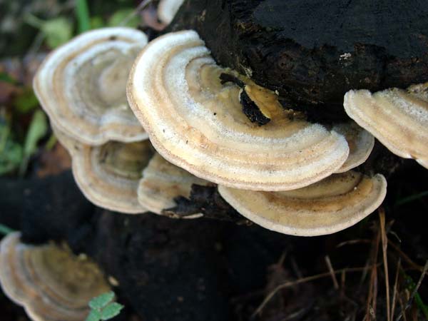 sempre Trametes versicolor?