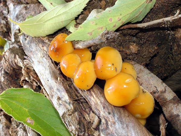 Si pu� identificare?