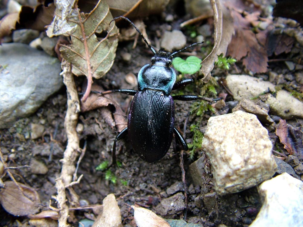 Carabus ...comacinus: C. catenulatus