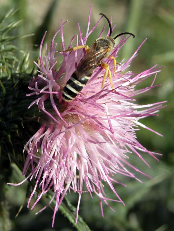 Halictus cfr scabiosae (?)