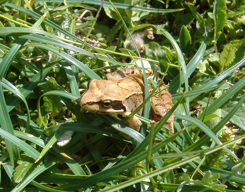 rana orobica - Rana temporaria