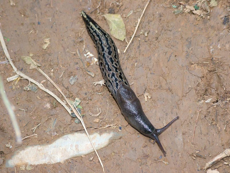 Limax aldrovandi Moquin-Tandon 1855 (?) da Portovenere