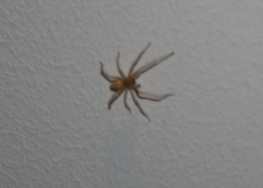 Cheiracanthium sp.