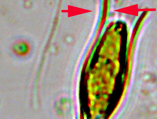 Moticam 1000 qualche foto senza illuminazione obliqua
