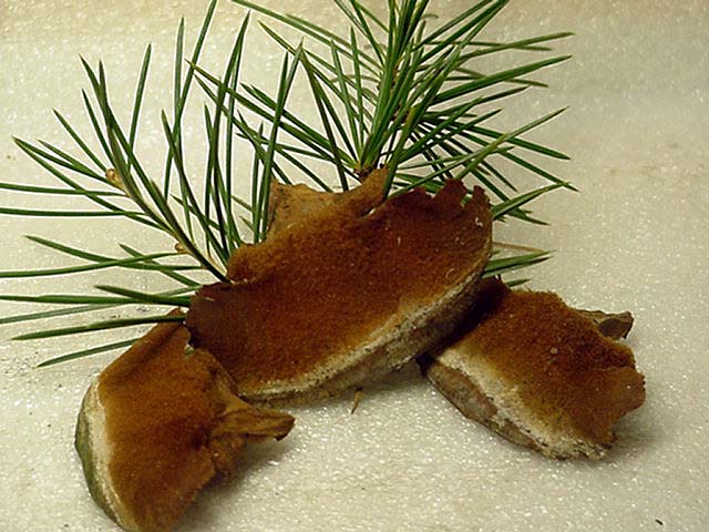 Cedro vellutato