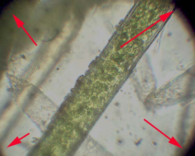 La mia prima foto in microscopia: PIETA''
