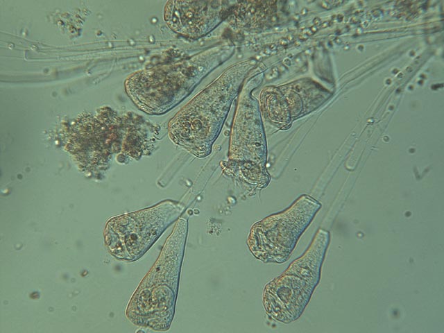 Dicotomia